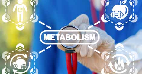 How Metabolism Converts Food Into Energy